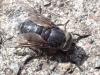 Hybomitra micans